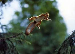 Island Blog 23 - Flying Squirrel - funny-pictures-feedio.net