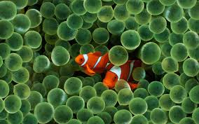 clownfish