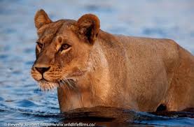lioness