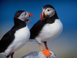 puffins-talking